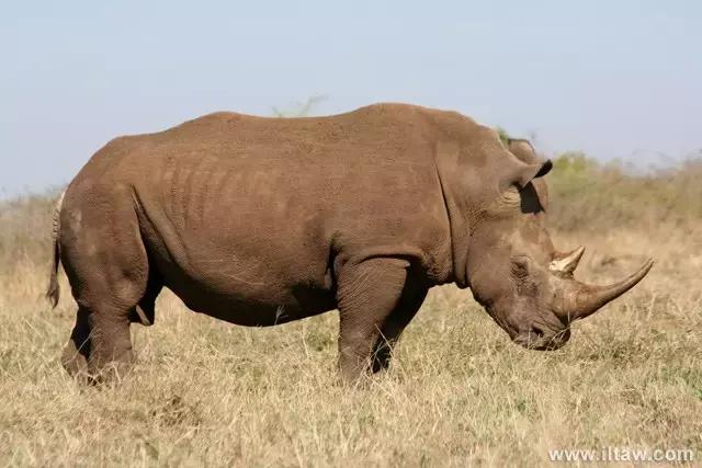 犀牛是否是牛科动物,动物大百科介绍之犀牛