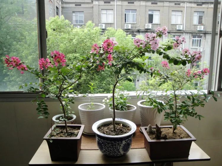 四十年紫薇树,人渐衰老心力也衰吗