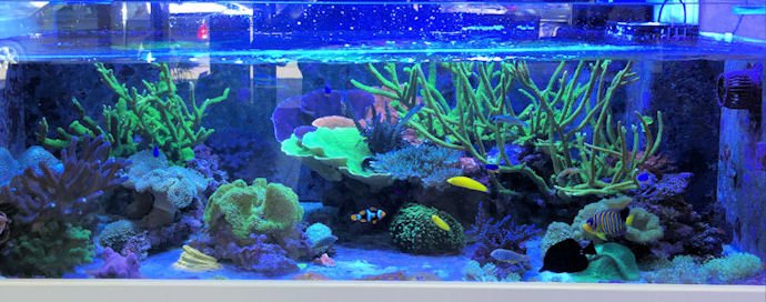 玩海缸从零开始,玩海缸最重要的是什么