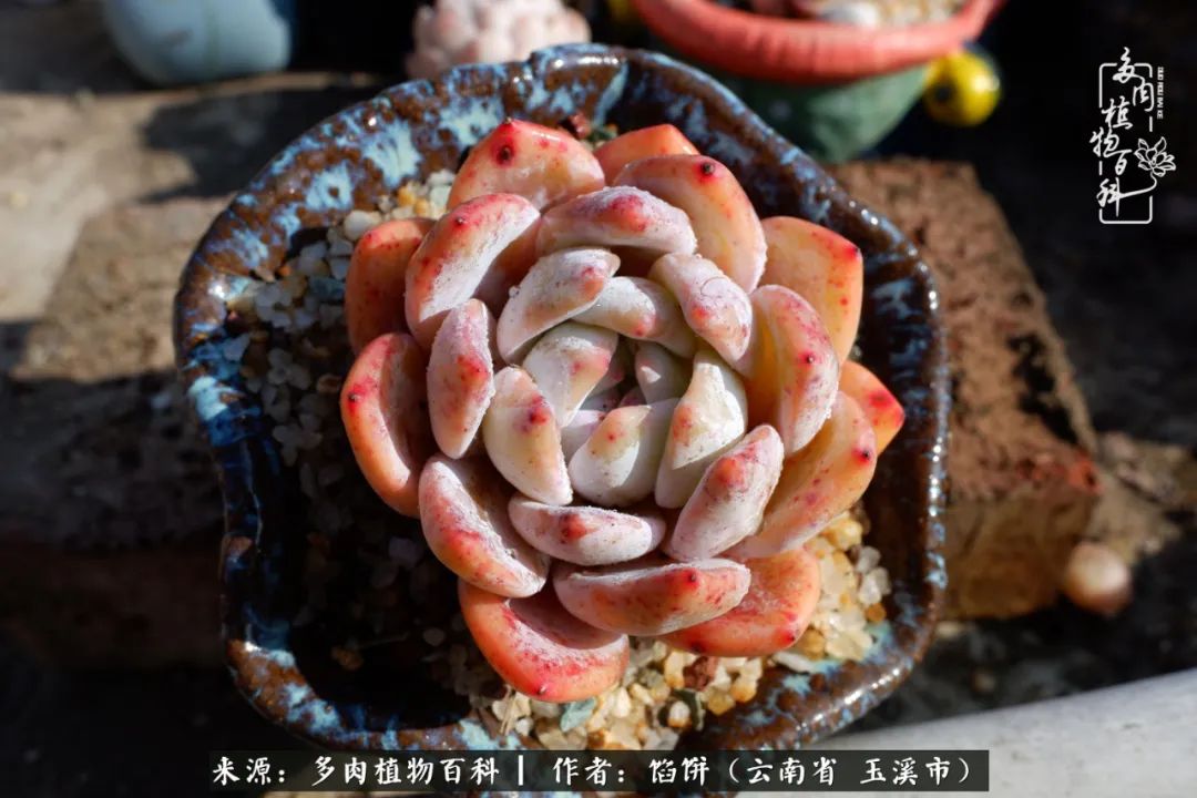 多肉对比图片,多肉对比高清图