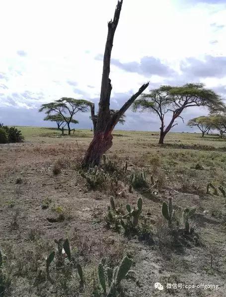 这个野奢的国度，欧美、日韩人都爱去，为何我们国家没人去？