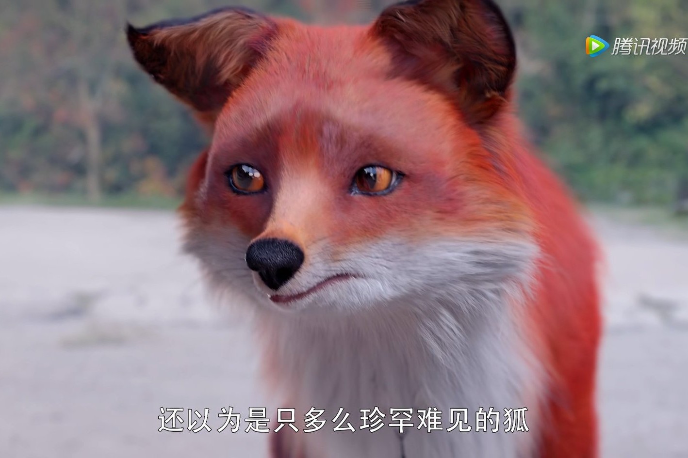 三生三世枕上书姬蘅掉入悬崖,三生三世枕上书姬衡是不是假失忆