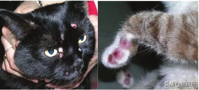 猫咪身上长包包怎么办,猫咪的面部神情跟铲屎官有关系