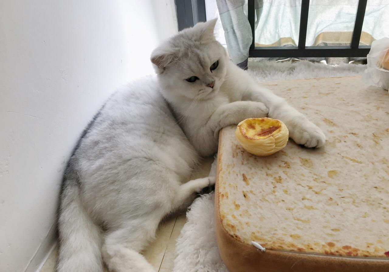 养猫第一天自己怎么适应,养猫新手如何选猫粮