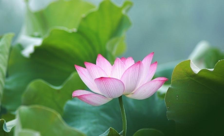 江南可采莲的唯美诗句,江南烟雨荷花的唯美诗句