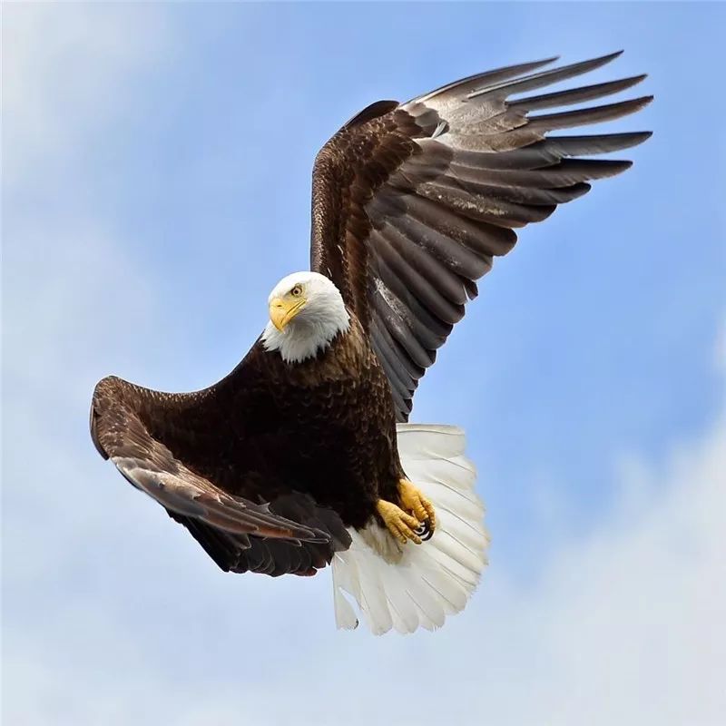 鹰姿风采,英姿飒爽