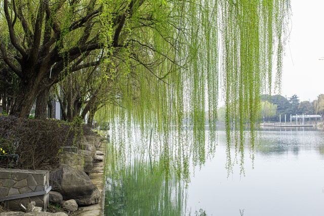 「趣说方言⑦」湖北为何把“柳树”称为“杨树”?