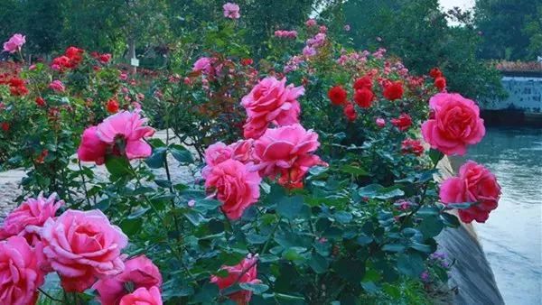 广州隐藏着一个碉楼村,广州有哪些隐藏的景点