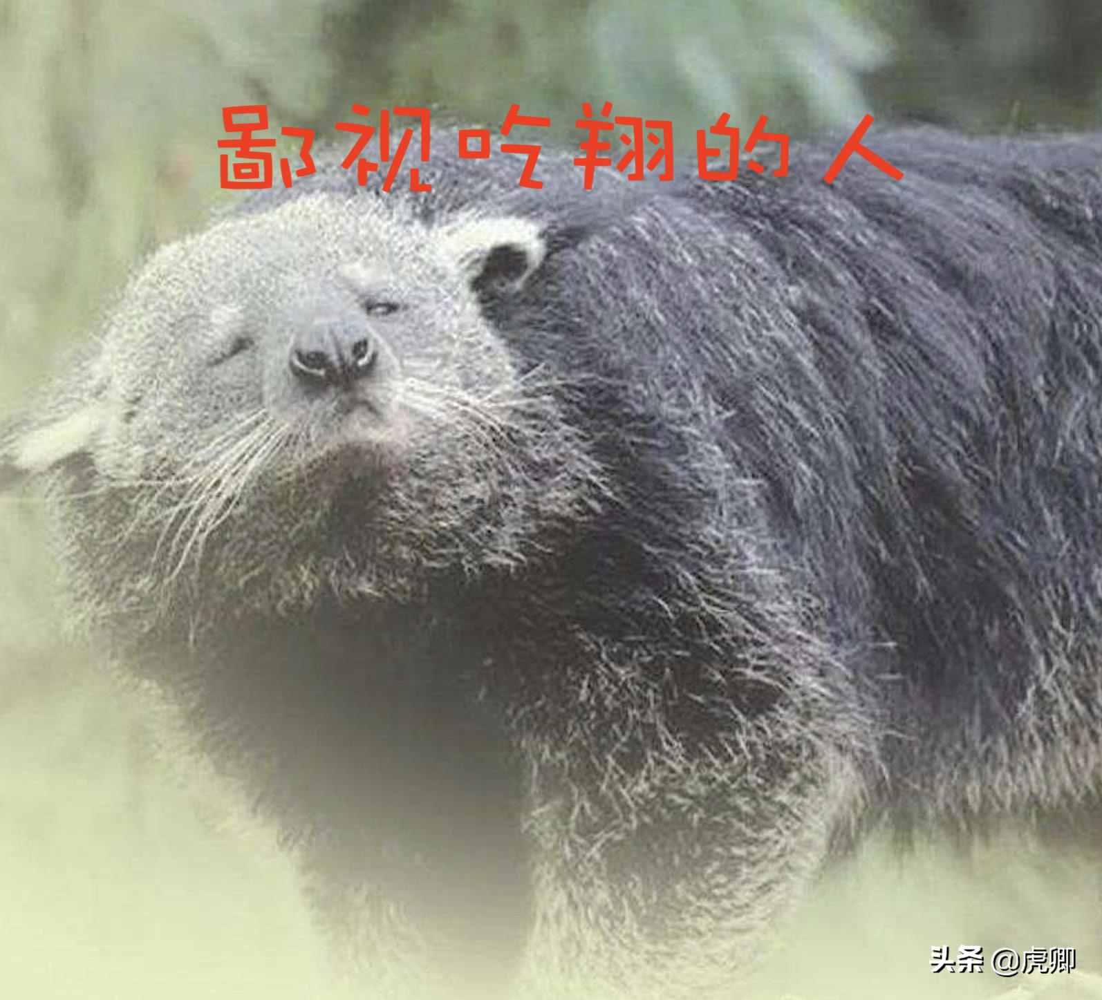 熊灵猫为何濒危?便便制成的咖啡售价500元一杯,受欧美绅士追捧