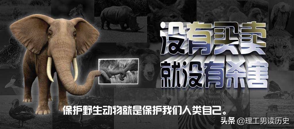 唐代大象,被人杀害的大象