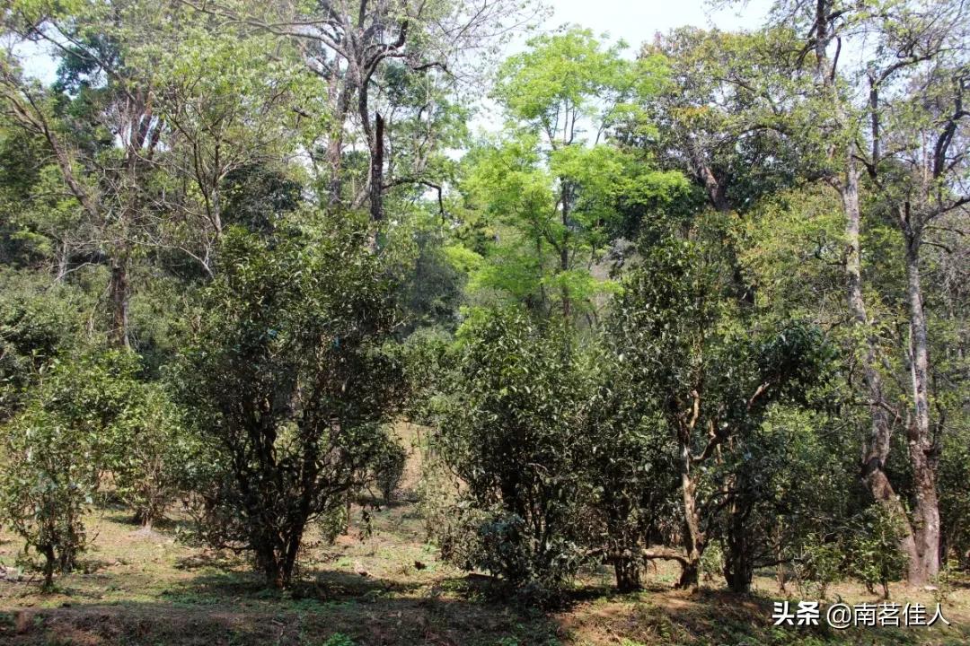 滇红茶的工艺视频,滇红茶工艺晒红
