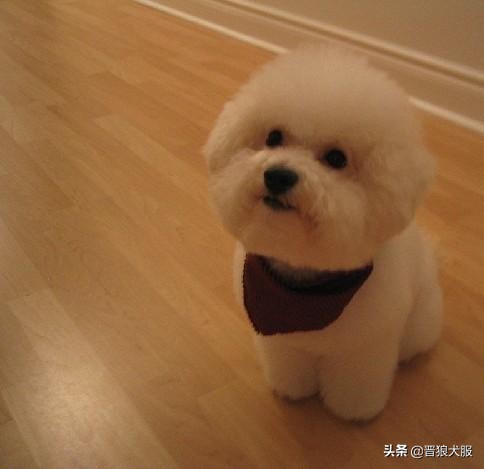 适合家庭饲养的宠物犬推荐,好饲养的小型宠物犬推荐