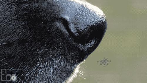 云南缉毒犬查获毒品,云南昆明缉毒犬的训练