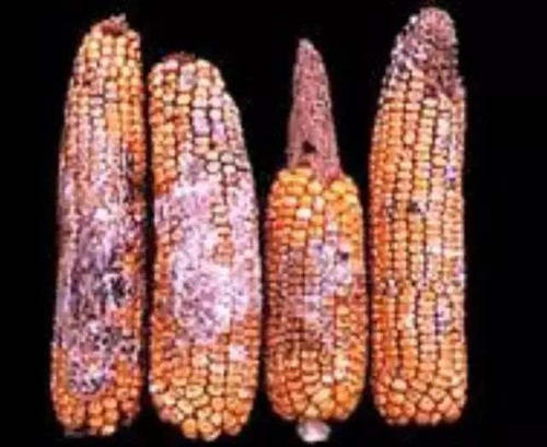 很多养猪人不知道:我们常说的霉菌毒素,其实有6种毒!