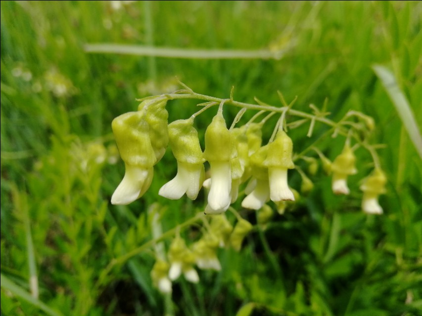 内蒙古通辽市扎鲁特旗大草原,通辽市阿古拉湿地公园