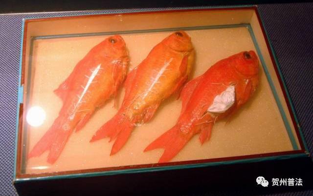 毒贩利用怀孕老婆贩毒,利用怀孕贩毒判死刑