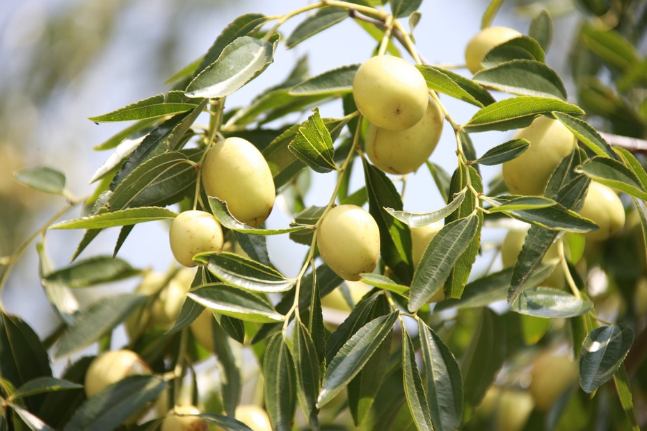 米亚罗-大美理礼县