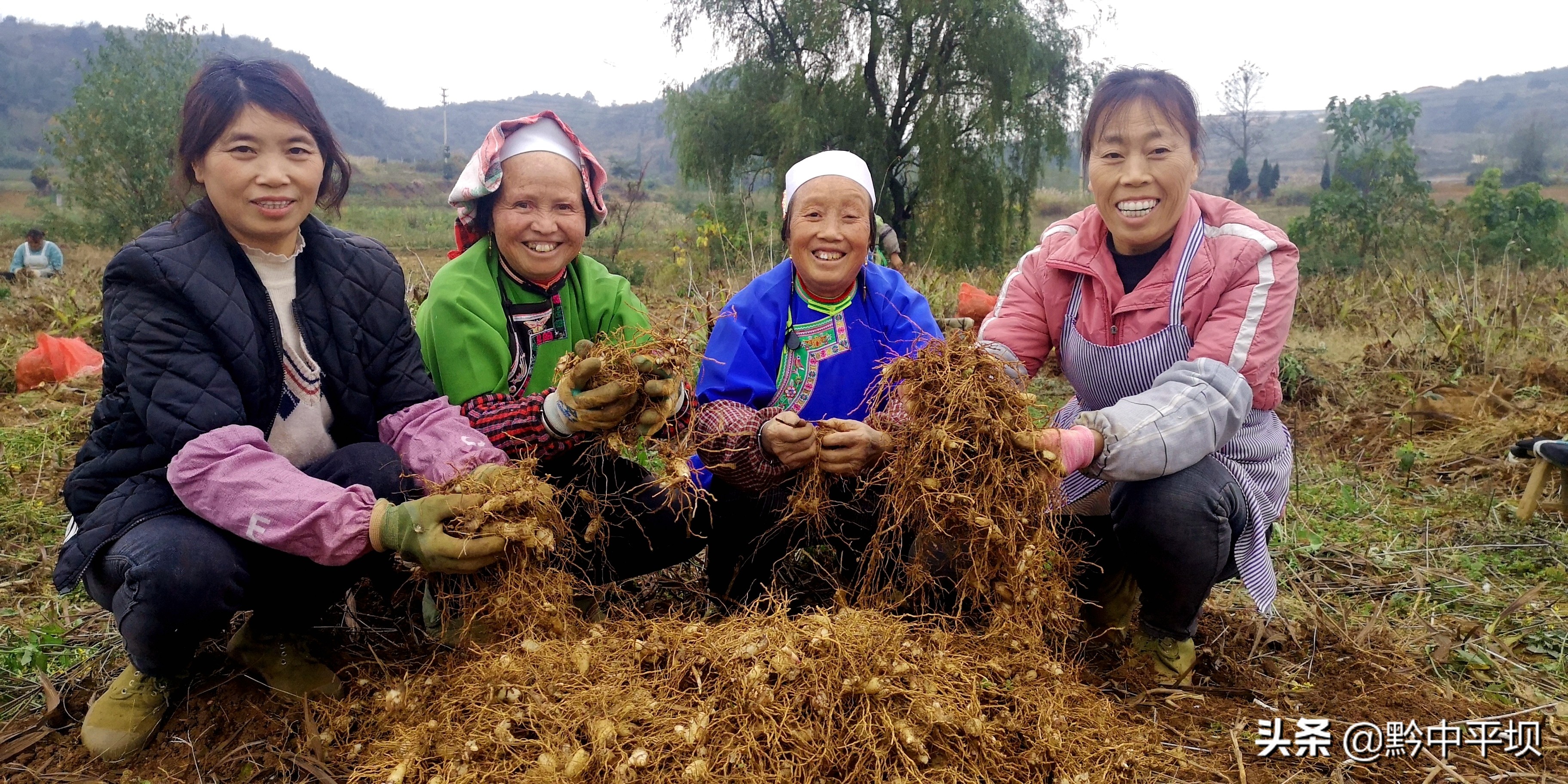 千亩药材获丰收拓展藏乡致富路,5万亩紫花苜蓿铺就群众致富路