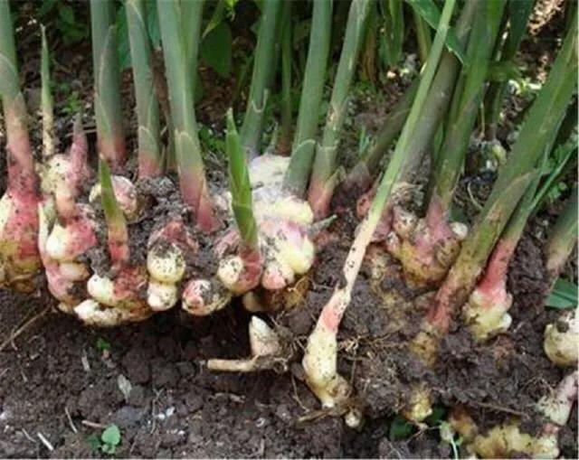 生姜出苗怎样管理,生姜出苗不齐怎么办