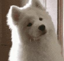 狗狗干眼症,狗狗干眼症导致双眼失明能治好吗