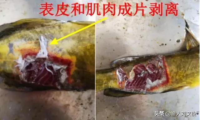 黄颡鱼烂鳃是怎么回事,黄颡鱼腐皮烂身