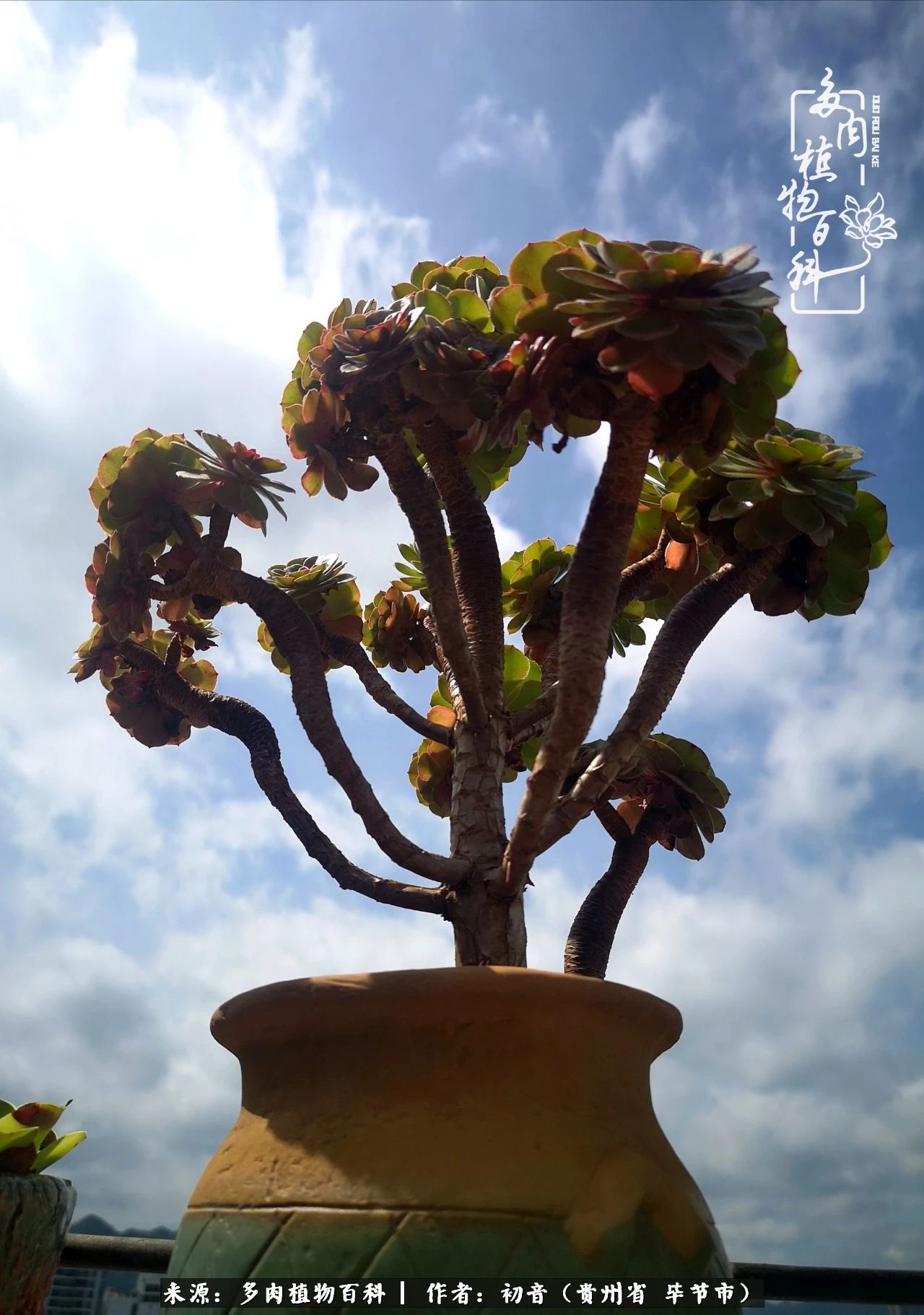 和多肉共度美好时光,与多肉一起成长