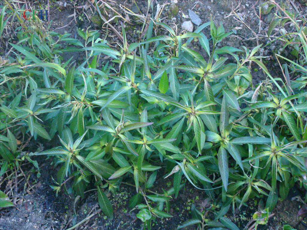 中药材水丁香,水丁香草药有什么功效