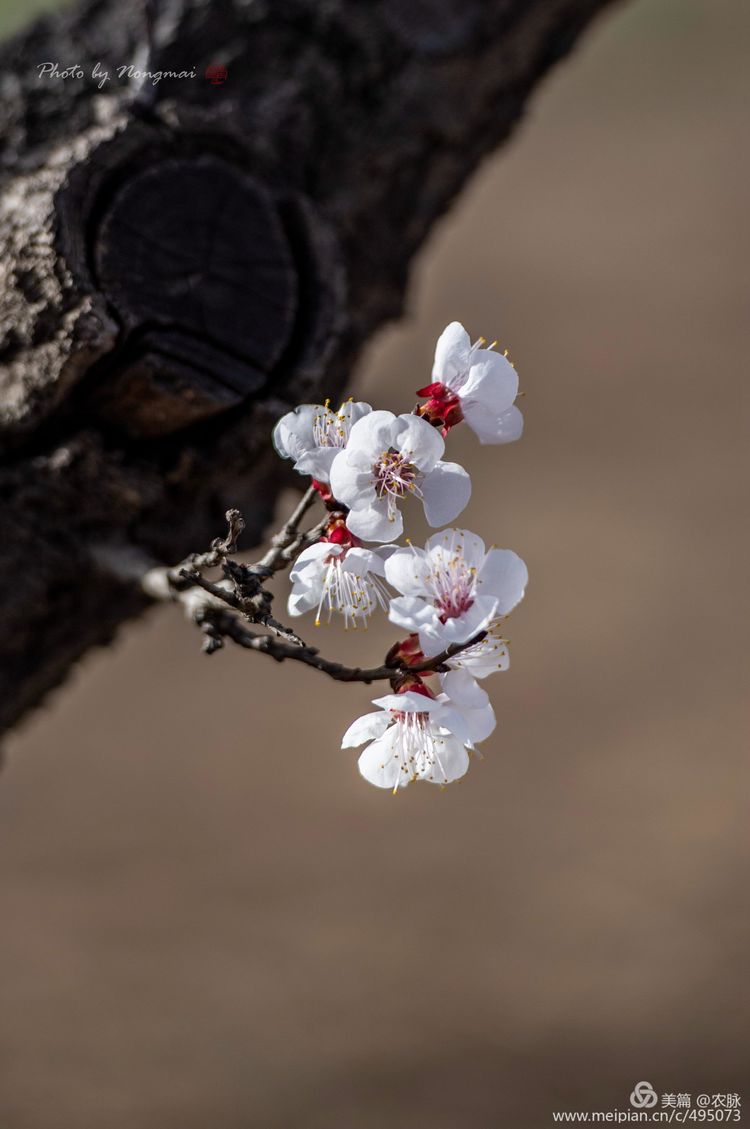 河南灵宝百年古杏林花开遍山野,灵宝北沟古杏林图片
