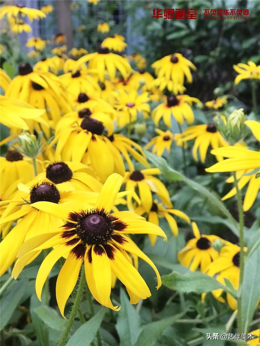 北京华卿画室2023成绩,在北京华卿画室参加美术培训好吗