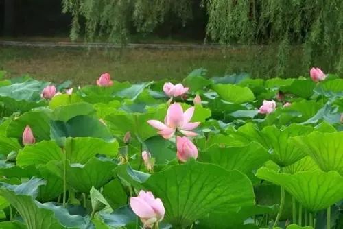 沈阳夏季赏荷旅游攻略,沈阳周边赏荷胜地