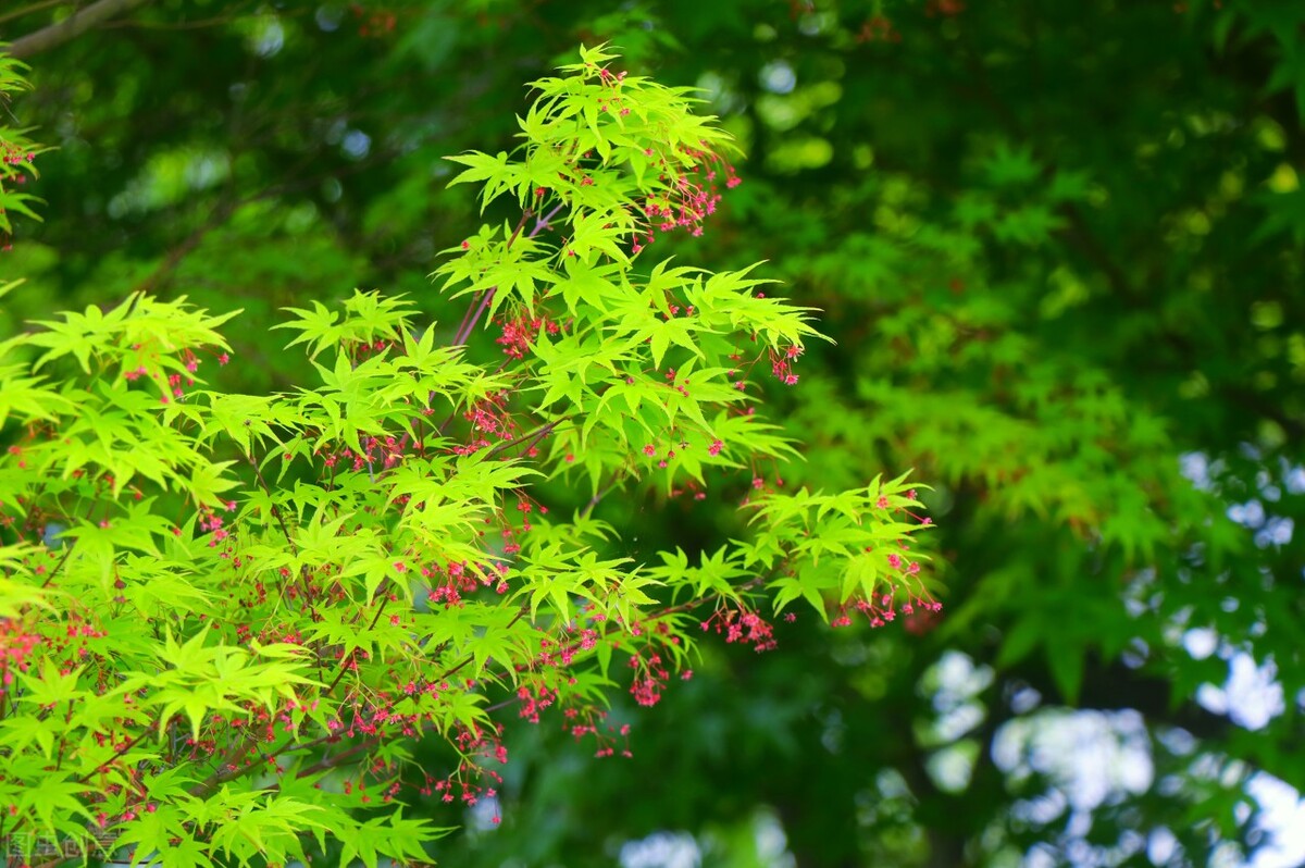 彩叶植物对园林景观的作用,密蒙花的观赏特性和园林用途