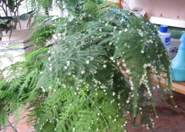 文竹黄叶了,通过4个方法来改善,枝叶鲜绿,越来越旺