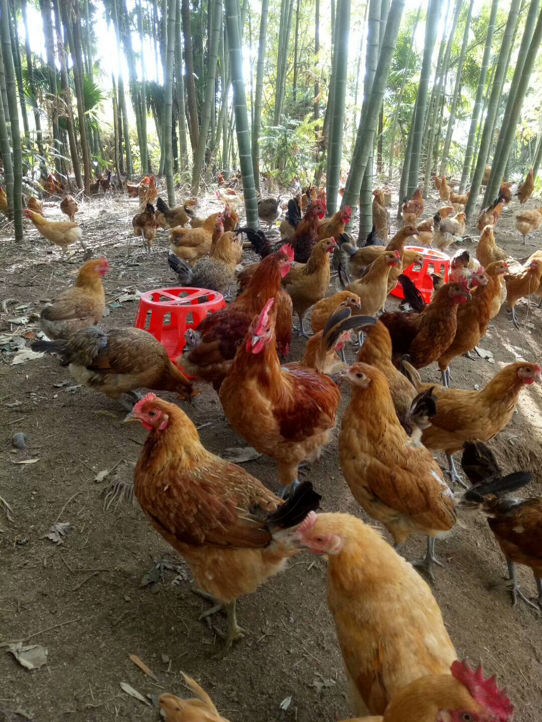 正宗散养土鸡卖不出去怎么办,农村养殖土鸡好卖吗