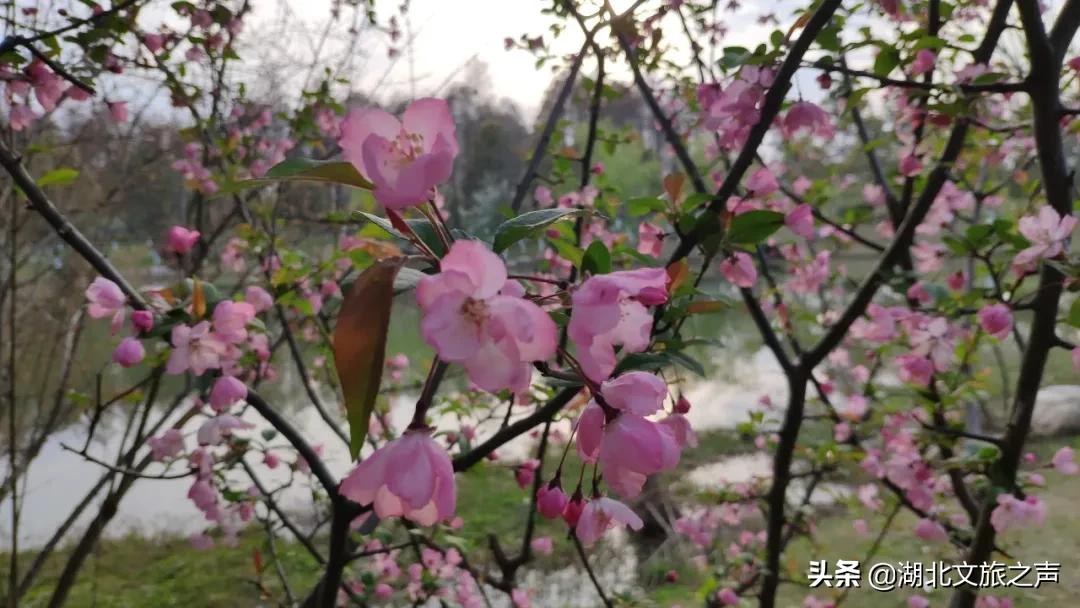 清明踏青，去悦兮半岛寻找春天的快乐