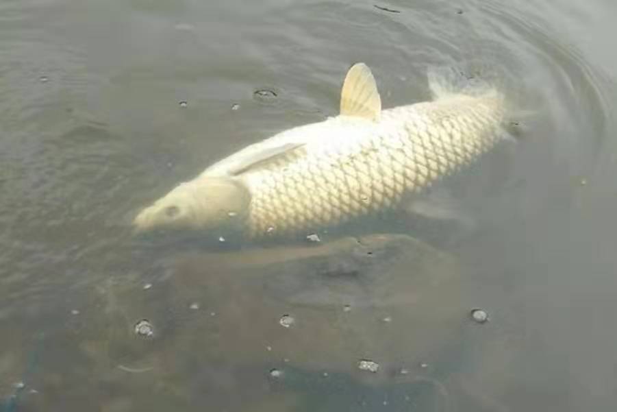 钓草鱼最正确的技术,钓大草鱼绝招最佳方法