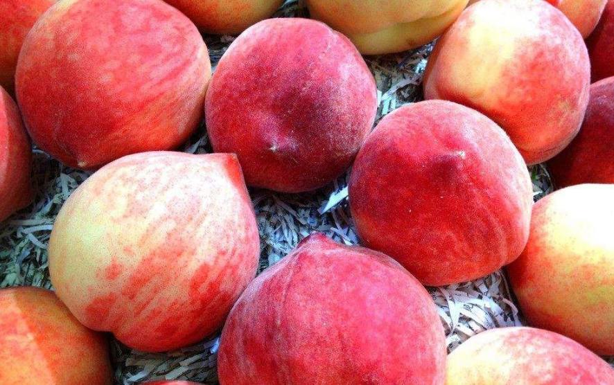 关于桃树的小知识怎么种好桃子,了解桃树知识