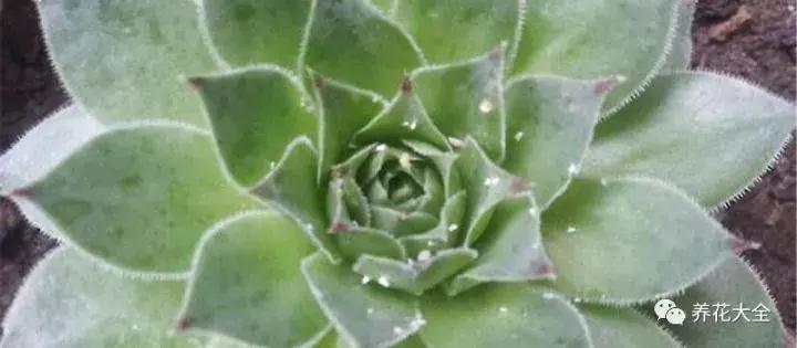 白天浇花花叶变黄,用什么方法养花叶子黄