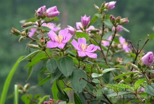 小时候常见又叫不上名的动植物,你们老家怎么说?满满的童年回忆