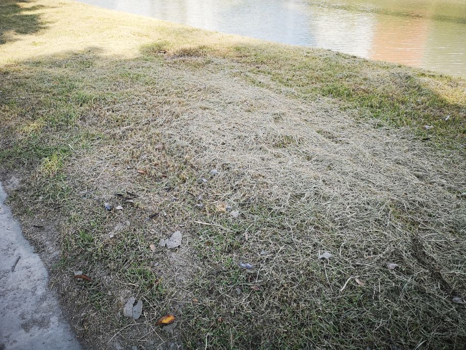 市民捡到野生鸟怎么处理,捡到野生动物怎么办