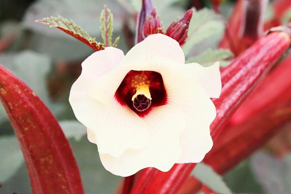 秋葵花国画,秋葵花也如此的美丽