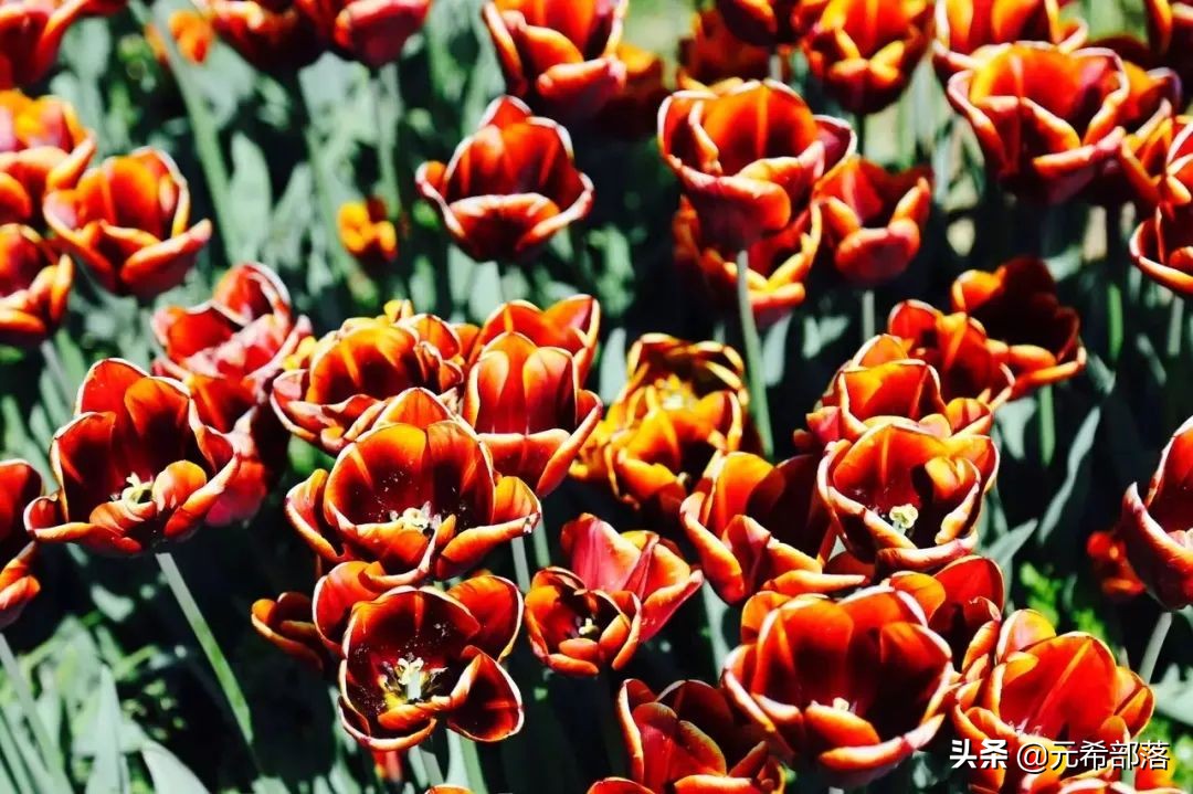 荷兰小镇郁金香盛开,荷兰小镇郁金香花海