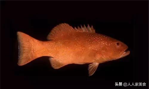 最好的十种石斑鱼,最漂亮的几种石斑鱼