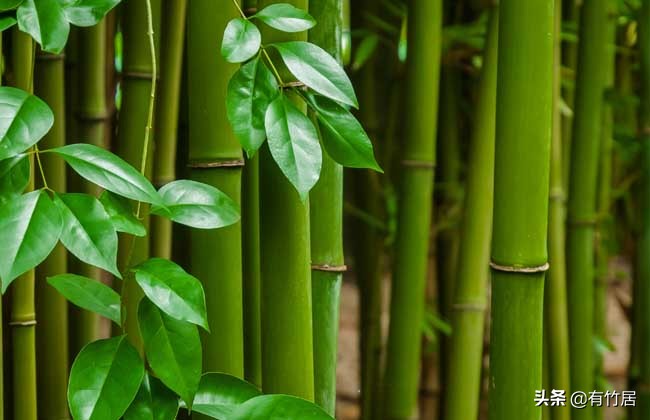 不可食无竹的竹子,宁可不吃肉也得吃竹子