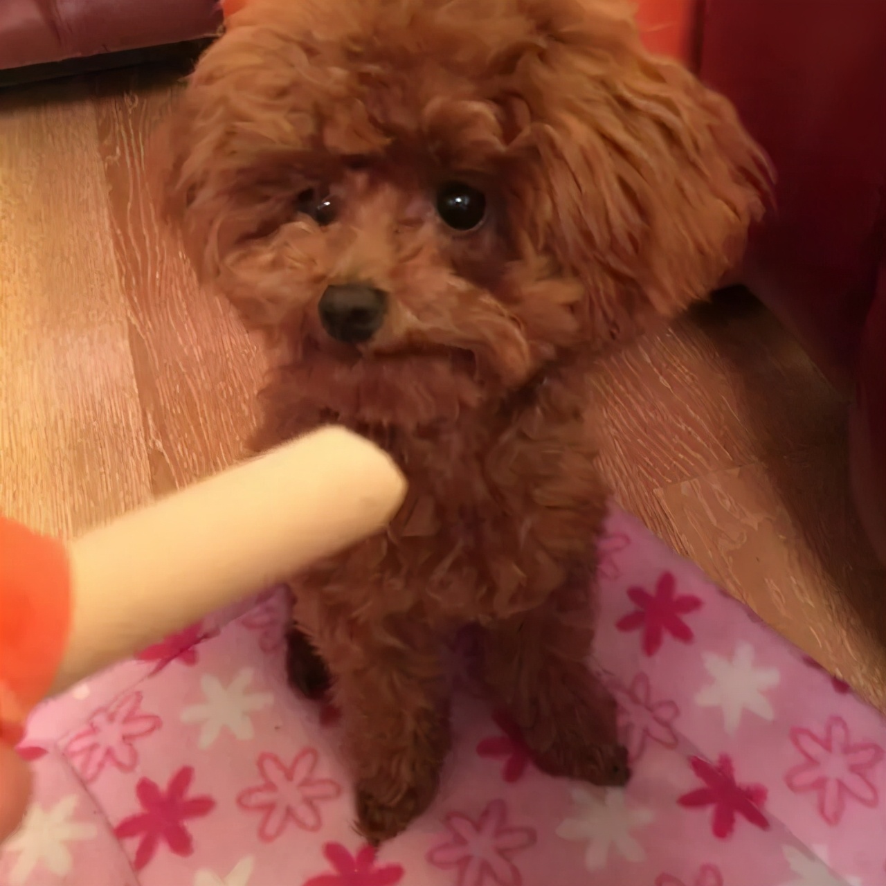 泰迪命门在哪里,泰迪的命门