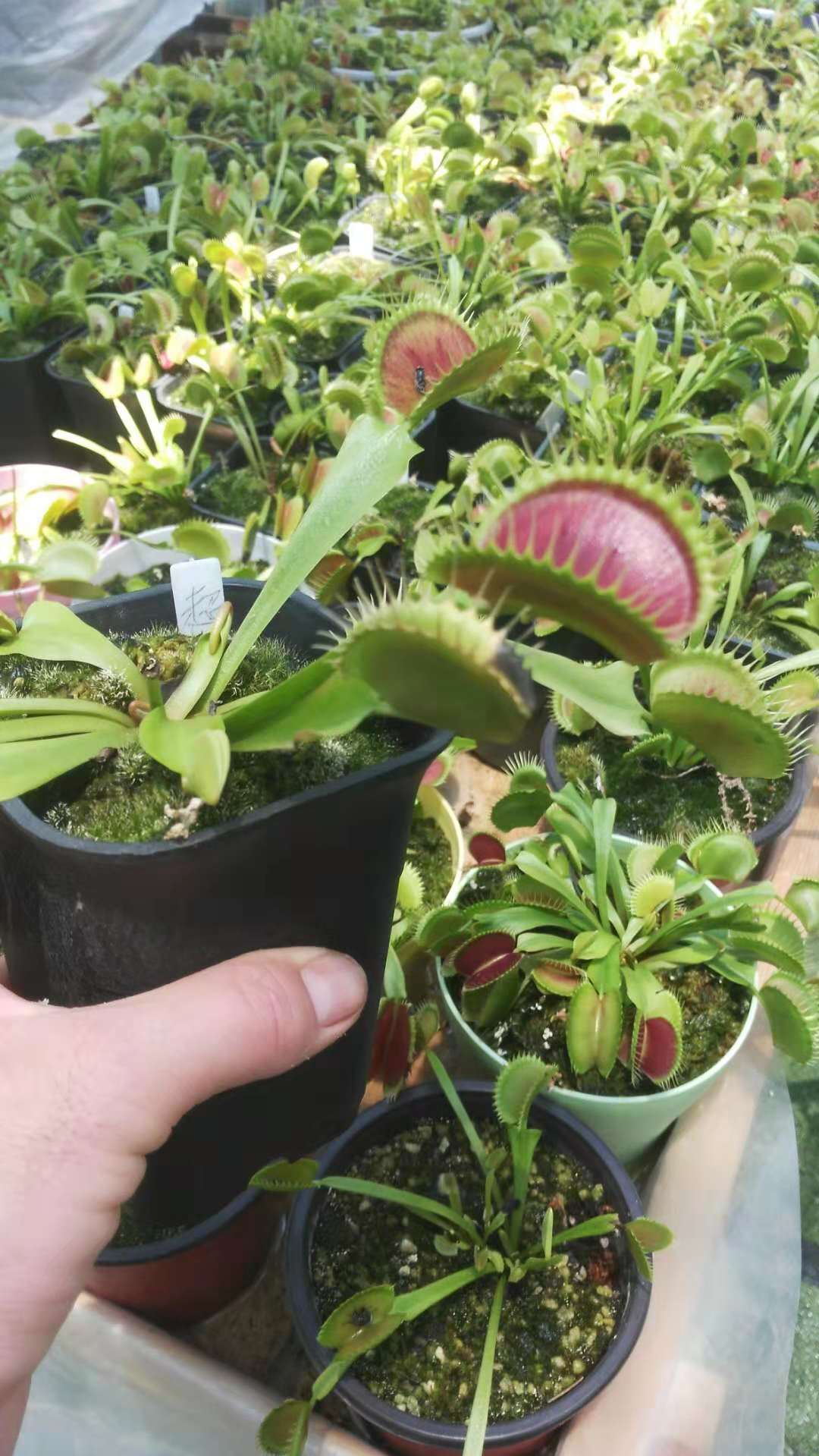 捕蝇草怎么养才能养得最健康,捕蝇草养殖的基本知识