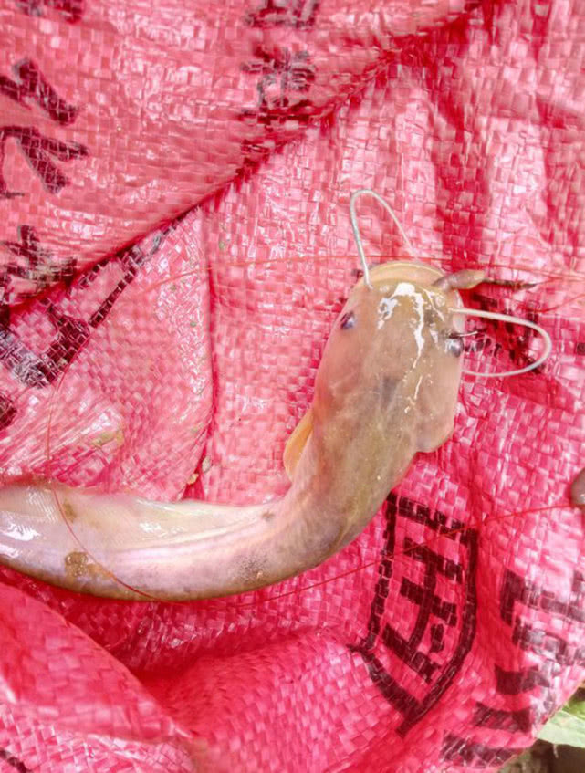 又到钓鲫鱼的季节,冬季钓鲶鱼的最佳时间段