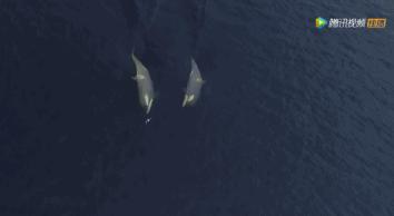 炸裂9.9，BBC再出神片，美得让人脸红