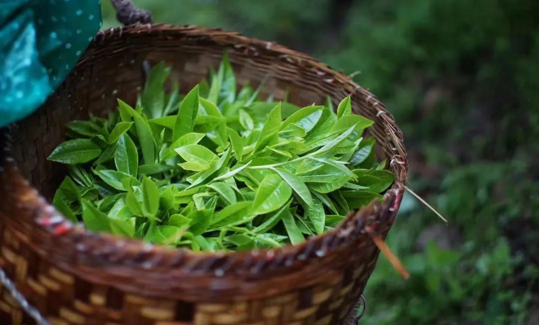 景迈普洱茶性价比,景迈纯古木流芳