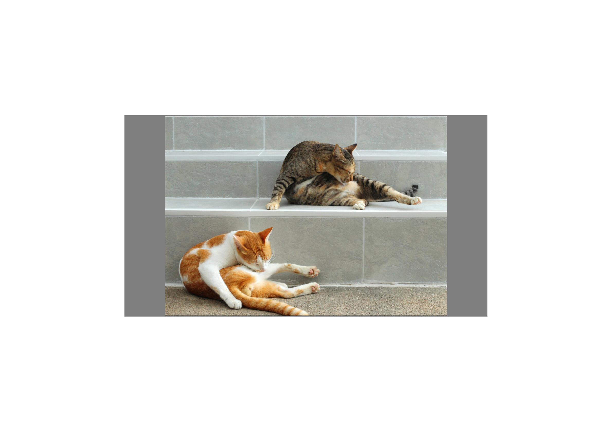 猫咪为什么舔自己的尾巴尖,猫咪舔另一只猫咪屁股