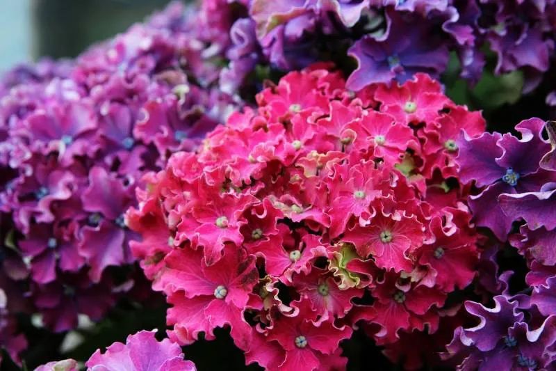 十大顶级绣球品种,最好养的绣球品种